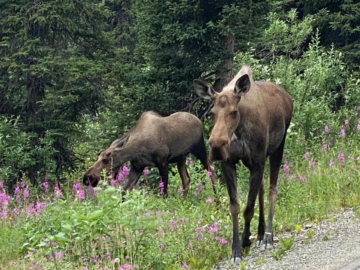 Denali Rv Park & Motel Healy Εξωτερικό φωτογραφία
